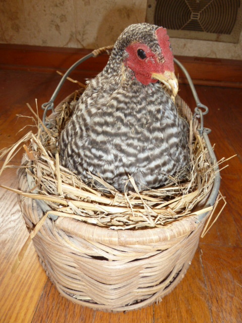 lot 72 image: REAL TAXIDERMY CHICKEN