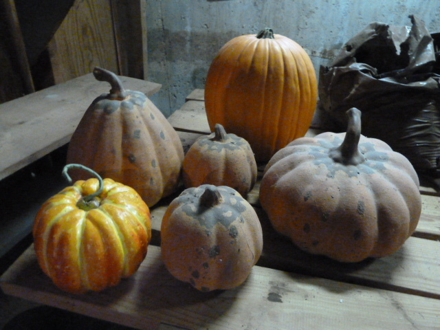 lot 357 image: LARGE LOT OF FAKE PUMPKINS