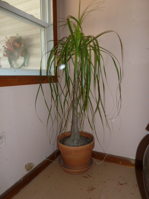 lot 166 image: VERY COOL REAL POTTED PLANT