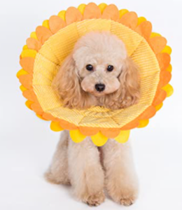 lot 23030 image: Alfie Pet Sunflower Recovery Collar