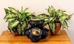 lot 8264 image: (2) Faux House Plants in Terra Cotta Pots  (1) Blue & Green Ceramic Planting Pots