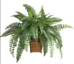 lot 22469 image: The Curated Nomad Zaius Silk Boston Fern with Wood Wicker Basket