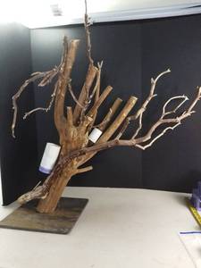 lot 5172 image: Large Reptile Tree