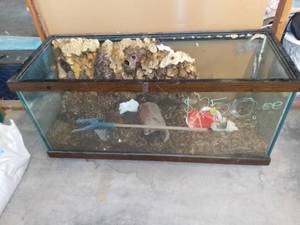 lot 5262 image: Used 90-100 Gallon Reptile Aquarium With Contents