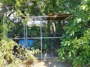 lot 6270 image: Dog Run with Gate