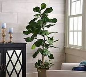 lot 56555 image: 5 Faux Fiddle Leaf Tree in Starter Pot by Valerie