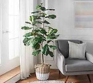 lot 56846 image: 6 Faux Fiddle Leaf Tree in Starter Pot by Valerie