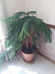 lot 5029 image: Live Potted Plant. Norfolk Pine- Tropical Plant (Does Not Tolerate below 35 degrees)