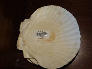 lot 19882 image: Lot of Shells