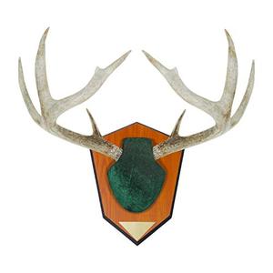 lot 6945 image: Allen Company Antler Mounting Kit with Skull Cover & Engraveable Plaque, Green, one Size