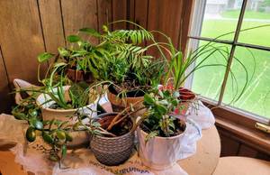 lot 5360 image: Variety of (6) Houseplants