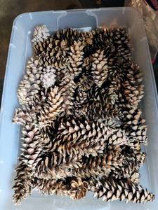 lot 5400 image: Large Tub Bin Full of Pinecones for Crafting