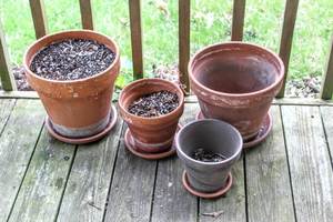 lot 5311 image: (4) Terracotta Pots