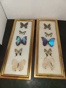lot 1071 image: Framed Pressed Butterfly Wall Art 20 x 8 in Each