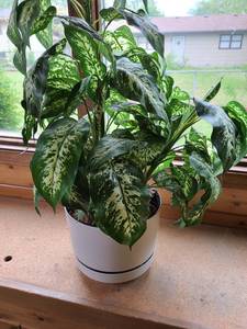 lot 1389 image: 11 plastic pot with artificial plant