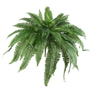 lot 357 image: Boston Fern (Set of 2) - Green - Retail $79.99