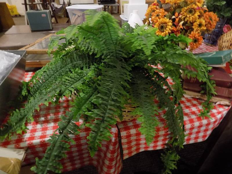 lot 5157 image: Boston Fern Dcor