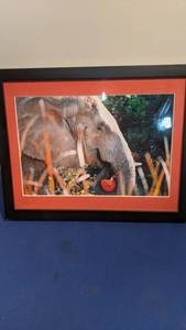 lot 1546 image: elephant picture 15x12