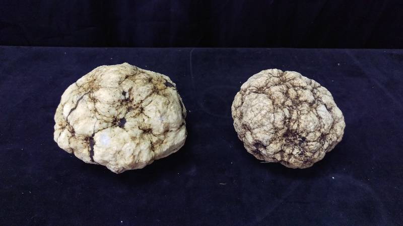 lot 43 image: 2 Medium Uncut Geodes
