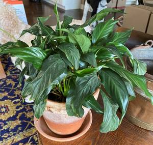 lot 9835 image: Beautiful Healthy House Plant - see pics for measurement