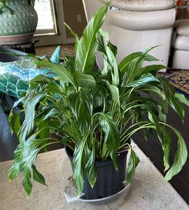 lot 9836 image: Beautiful Healthy House Plant - see pics for measurement