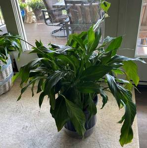 lot 9837 image: Beautiful Healthy House Plant - see pics for measurement