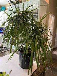 lot 9838 image: Beautiful Healthy House Plant - see pics for measurement