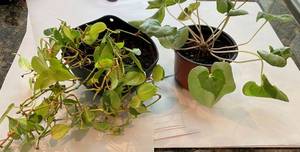lot 9839 image: Lot of 2 house Plants