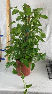 lot 9918 image: Healthy House Plant - see pics for Measurements and Details