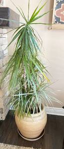 lot 9687 image: Large, Beautiful Potted Plant - Approx 5 8 tall - Heavy Stoneware for is 19 tall by Errington Reay &amp Co. Stoneware