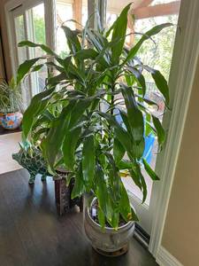 lot 9697 image: Gorgeous LARGE Potted house Plant - In Awesome Large Stoneware Pot - Over 5 foot tall and healthy