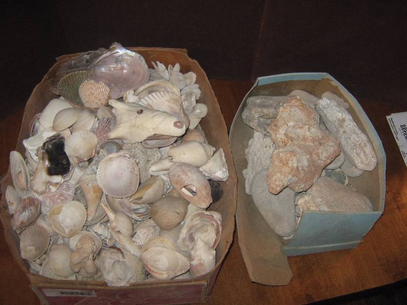 lot 7108 image: 20 lbs. lot shells, coral and rocks