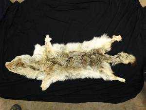 lot 37398 image: Fur Pelt - Coyote Hide - Animal Skin Crafts  Taxidermy  Cabin Decor  Man Cave