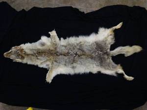 lot 37399 image: Fur Pelt - Coyote Hide - Animal Skin Crafts  Taxidermy  Cabin Decor  Man Cave