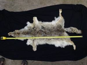 lot 37400 image: Fur Pelt - Coyote Hide - Animal Skin Crafts  Taxidermy  Cabin Decor  Man Cave