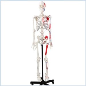lot 22438 image: Wellden Medical Life-Size Anatomical Human Skeleton Model, Muscular Painted, Numbered, 170cm, wNerves, Stand Included