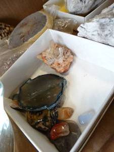 lot 37653 image: Lot of Sea Shells and Assorted Rocks