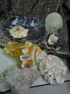 lot 23185 image: Lot of Sea Shells, Sand Dollar and Shell Shaped Plates
