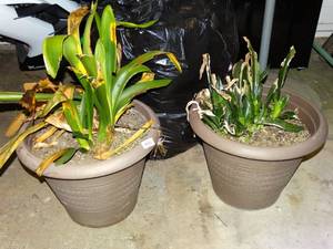 lot 26005 image: Lot of 2 Living Potted Plants