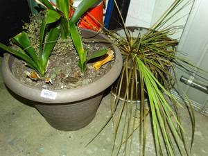lot 26009 image: 2 Live Plants with Mid-Sized Planters