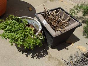lot 26017 image: 2 Planters with Real Plants
