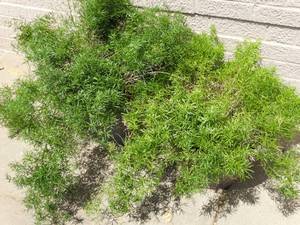 lot 26018 image: Large Living Plant