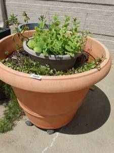 lot 26020 image: lot of plants