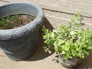lot 26019 image: 2 Planters and Real Plants