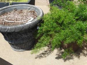 lot 26021 image: Lot of Planters and Live Plant