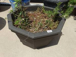 lot 26022 image: Large Planter and Plants