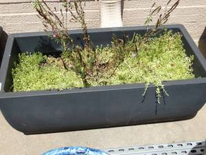 lot 26026 image: Large Rectangular  Outdoor Plant in Planter