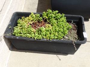 lot 26027 image: Large Rectangular  Outdoor Plant in Planter