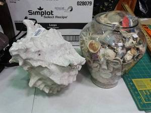 lot 23974 image: Huge Shell and Large Jar Full of Shells