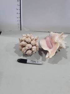 lot 1131 image: 2 Sea Shells